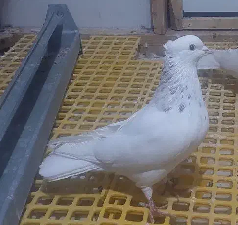 طوقی نرکرم خال قهوه ای|پرنده|فولادشهر, مسکن مهر فولادشهر|دیوار