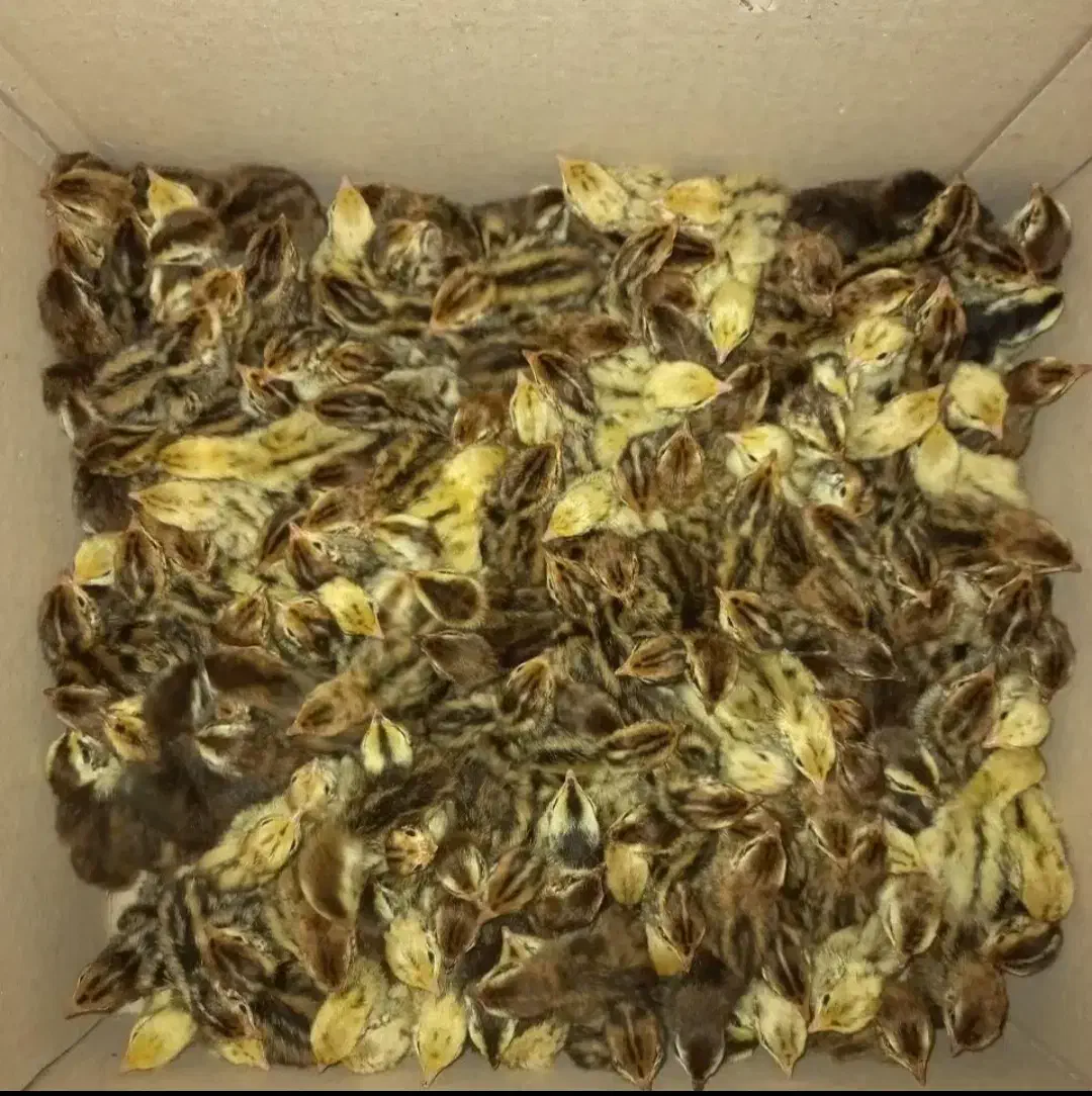 فروش تخم و جوجه بلدرچین|حیوانات مزرعه|کاشان, کارگر|دیوار