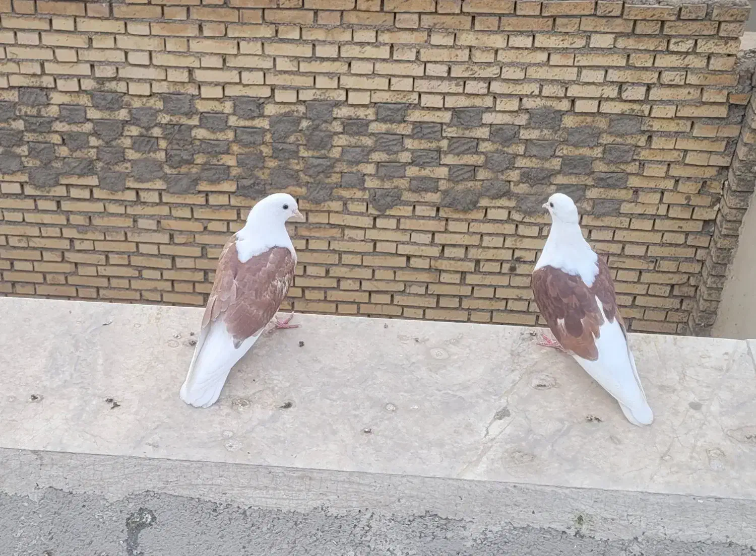 دوکت قاب معاوضه با طوق هفت رنگ|پرنده|بروجن, |دیوار