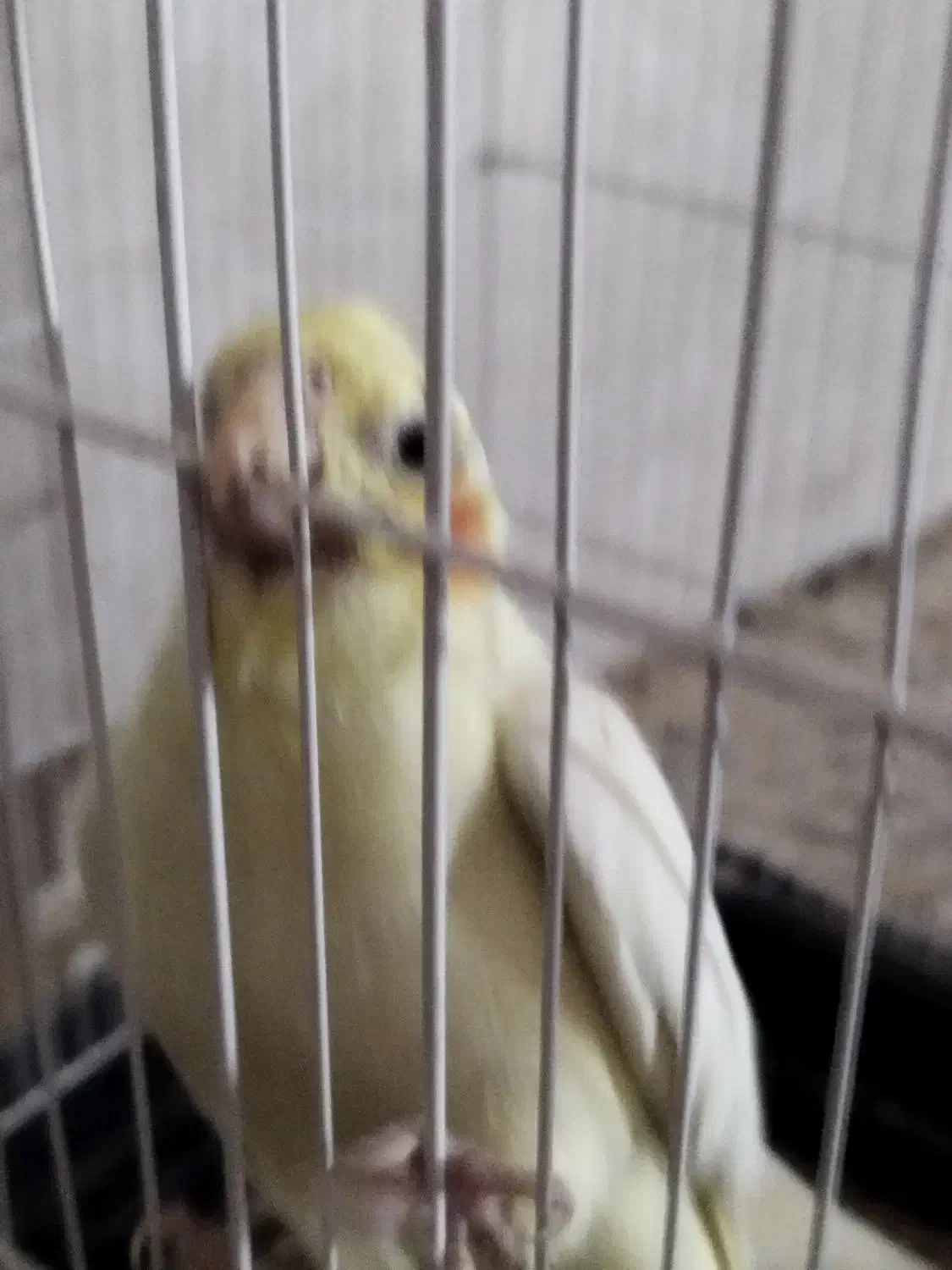 عروس هلندی فوق مولد فروش یا معاوضه باسهره|پرنده|شیراز, کرونی(خاتونک)|دیوار