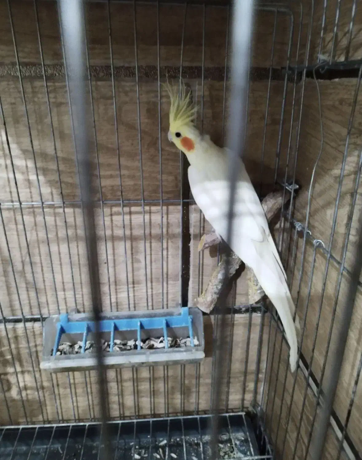 عروس هلندی و مینافوق دستی رنگ فوق زعفرونی سخنگو|پرنده|خمینیشهر, |دیوار