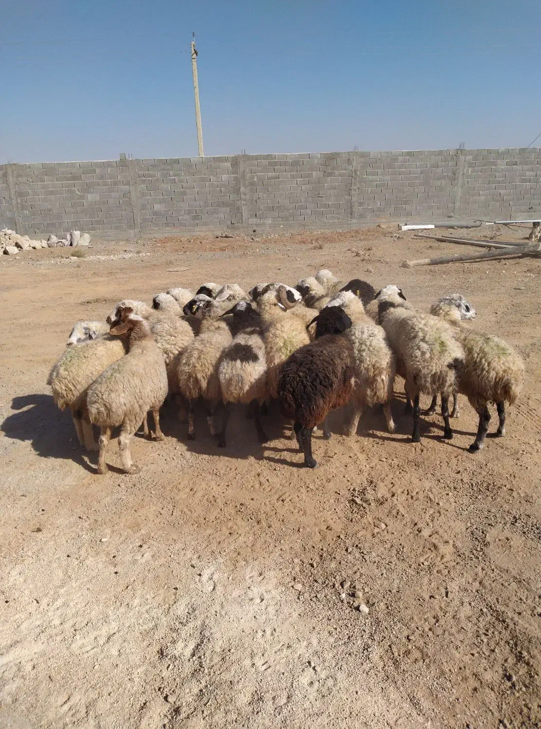 فروش15راس‌‌میش|حیوانات مزرعه|اقلید, |دیوار