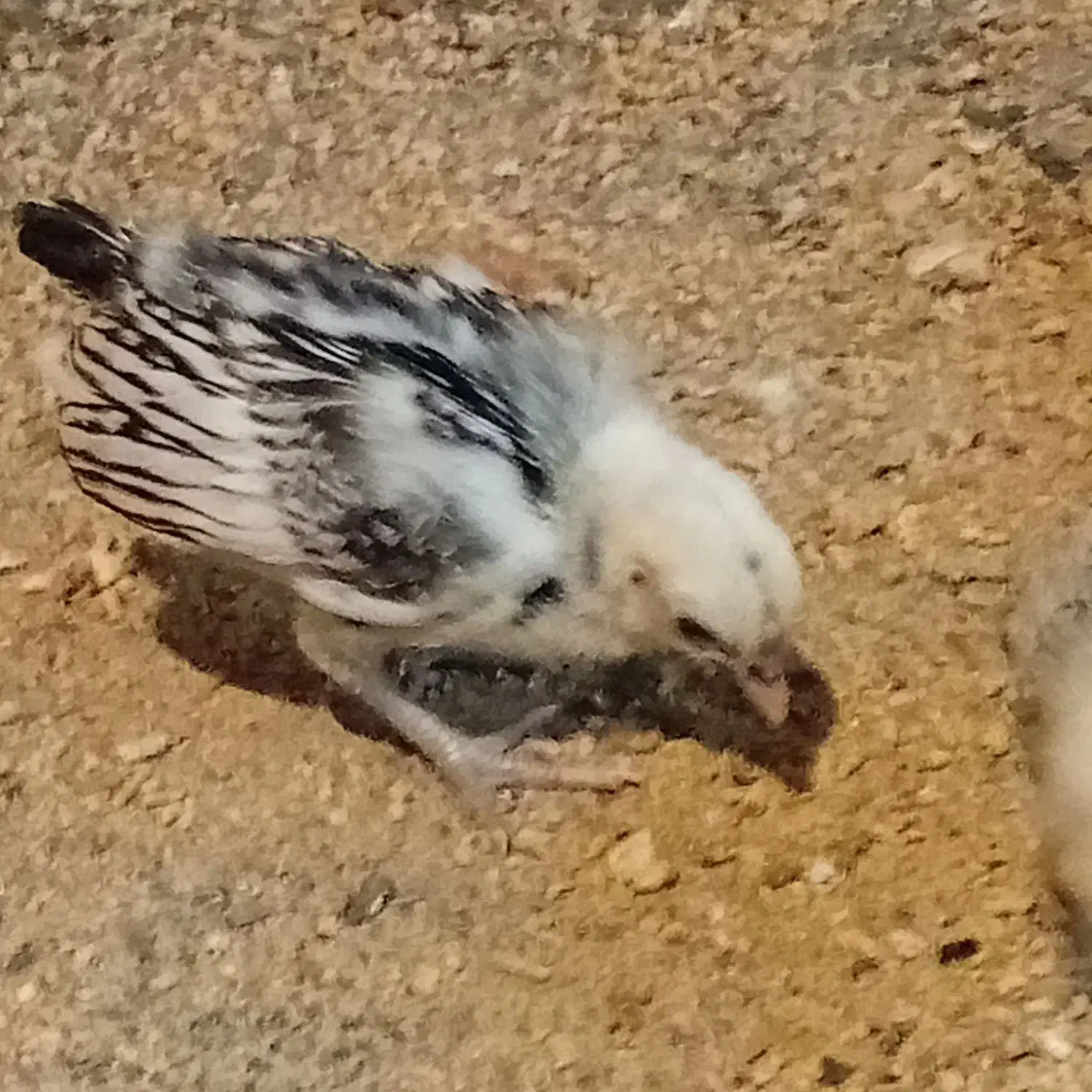 جوجه مرغ مینیاتوری یک ماهه|حیوانات مزرعه|پاکدشت, پاکدشت (مامازند)|دیوار