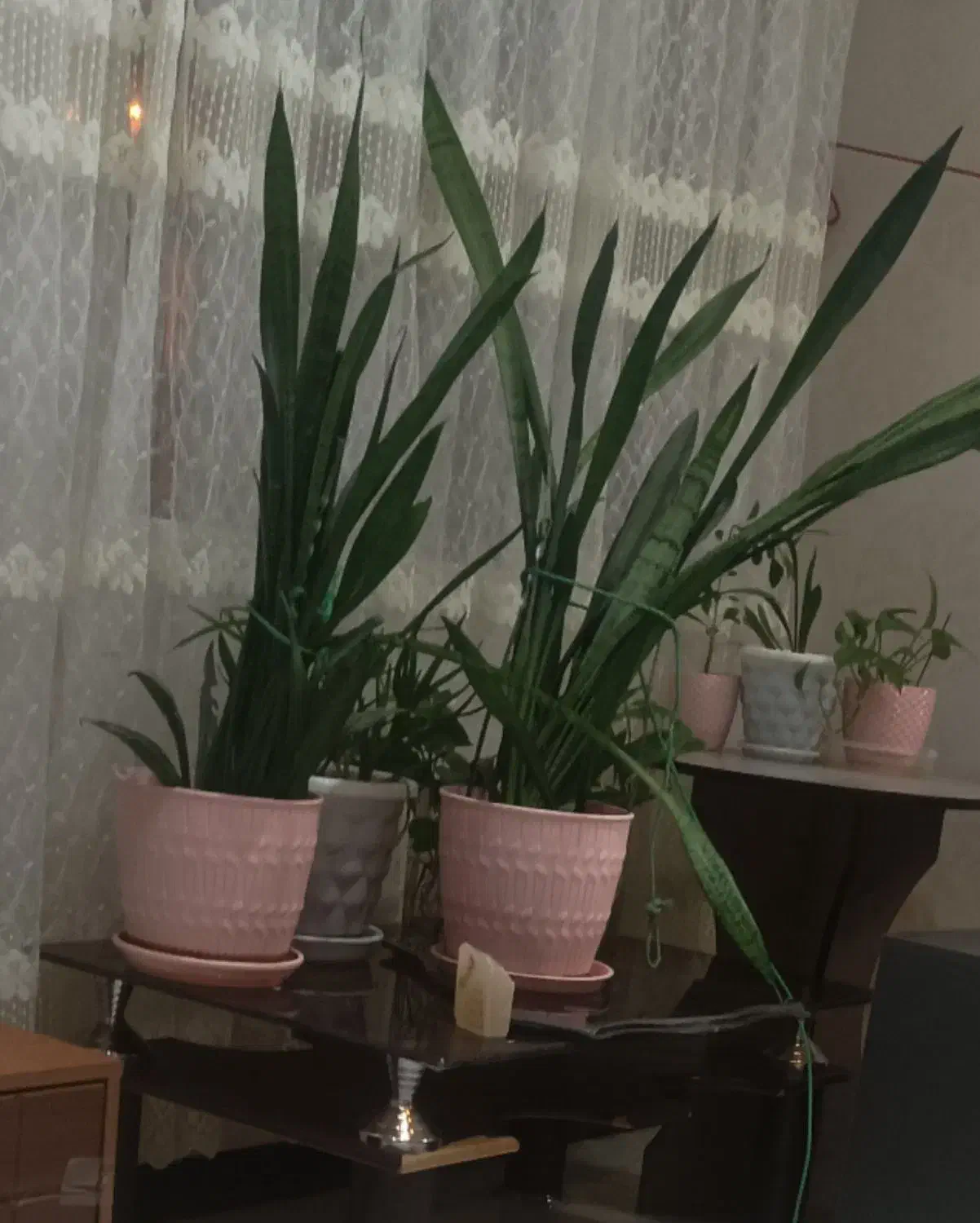 تعدادی گل|گل و گیاه طبیعی|شهریار, شهرک وائین|دیوار