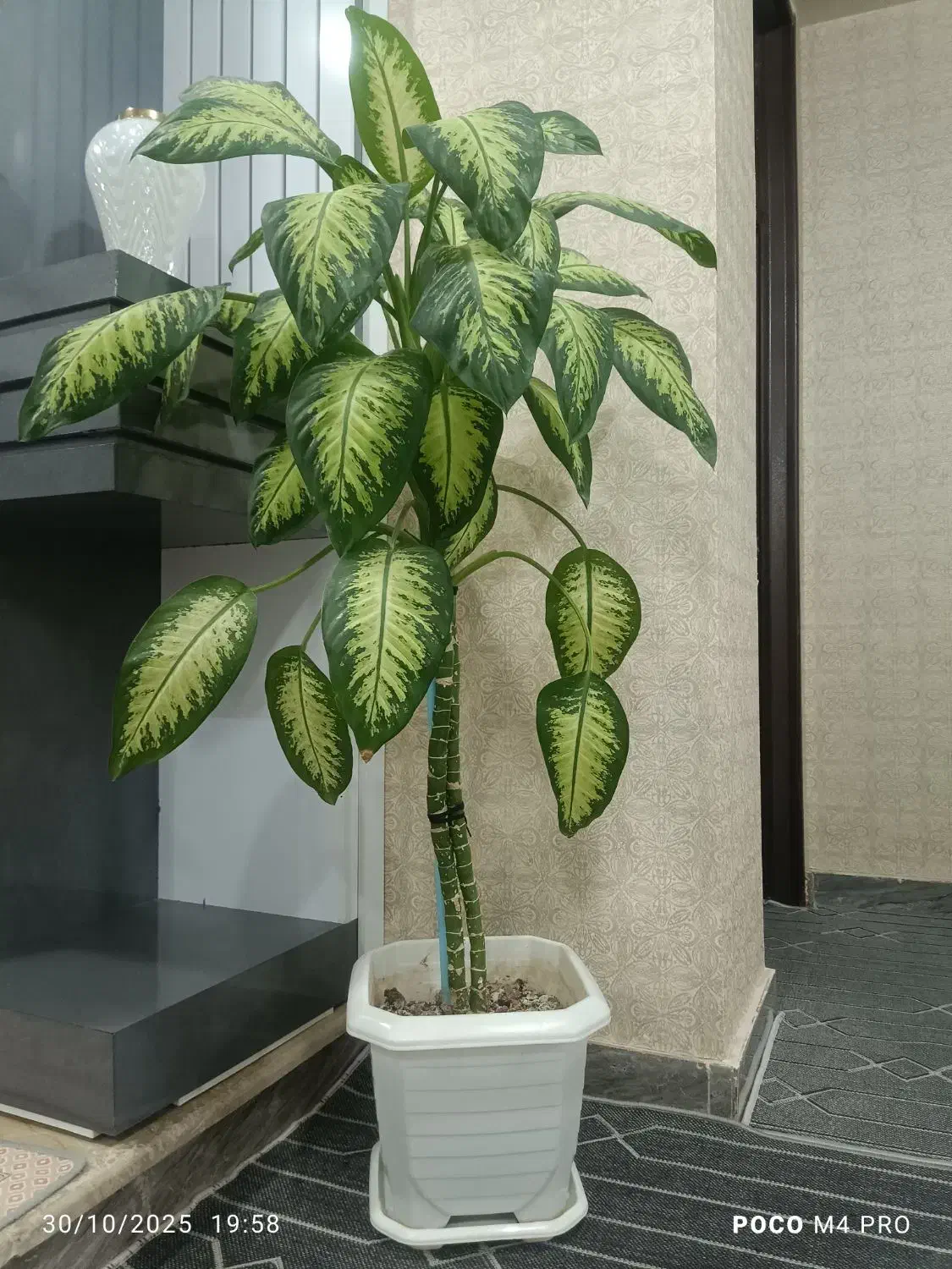 گل دیفن باخیا|گل و گیاه طبیعی|ایلام, |دیوار