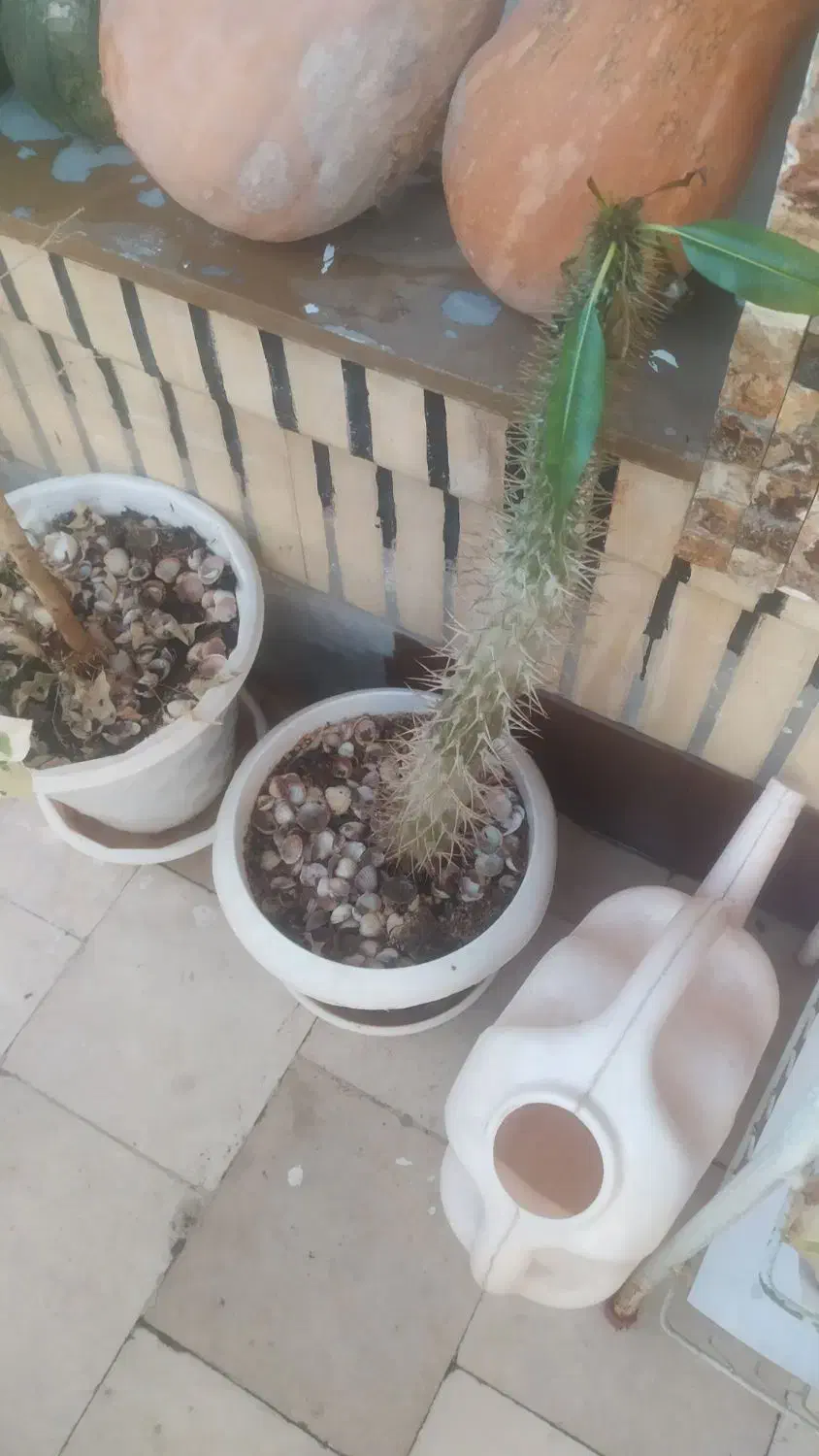 انواع گل با گلدان|گل و گیاه طبیعی|شاهینشهر, طالقانی|دیوار