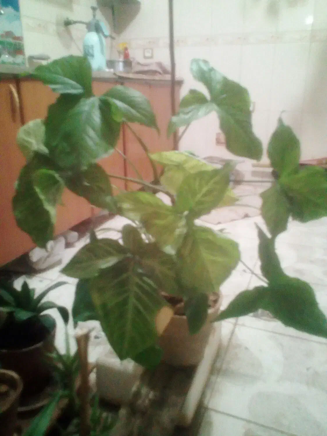 گل و گیاه|گل و گیاه طبیعی|اصفهان, قائمیه|دیوار