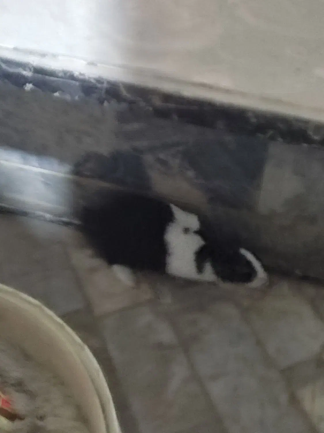 خرگوش|موش و خرگوش|سنندج, |دیوار