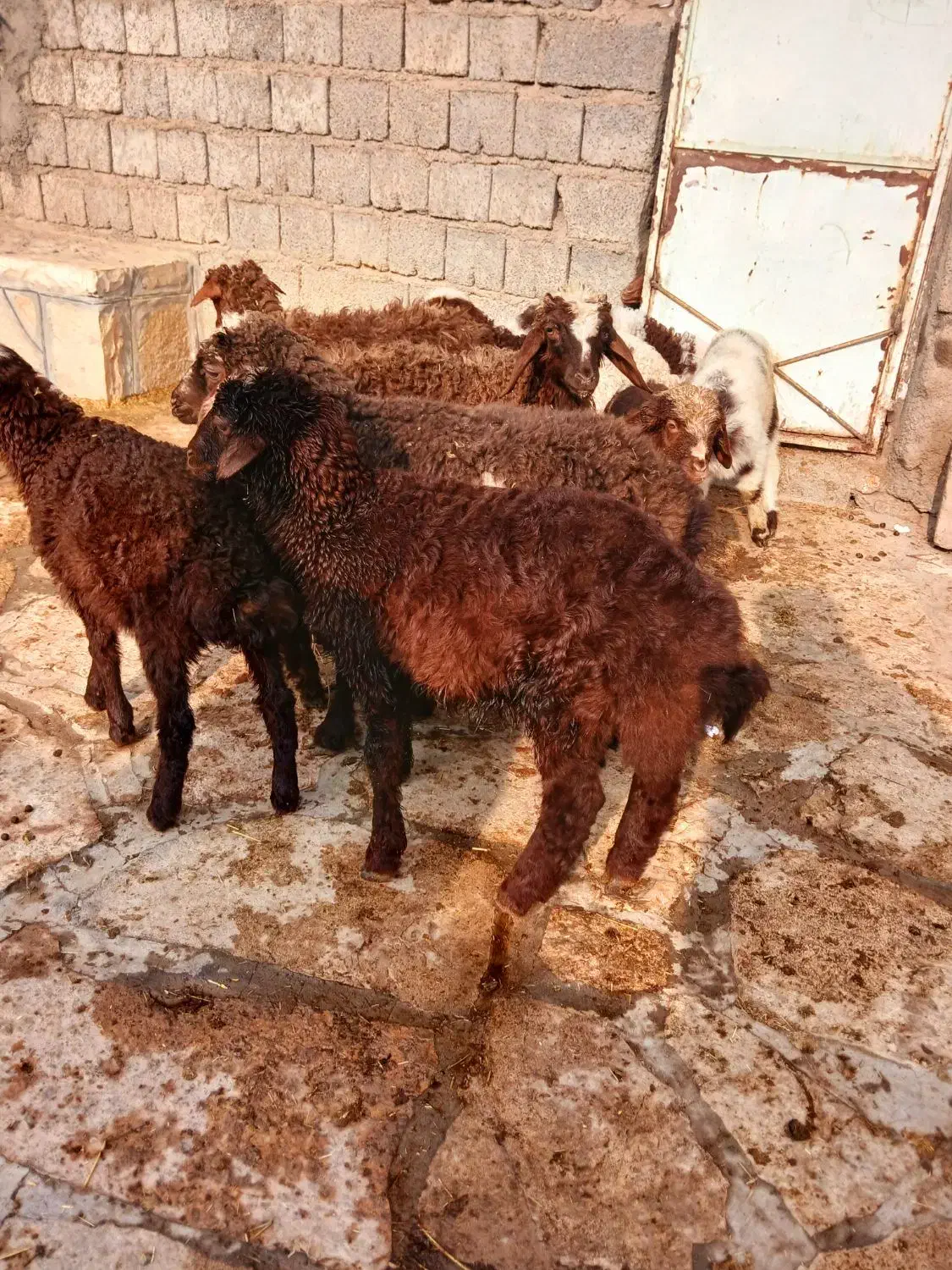 گوسفندبابره جوان وشیره دار|حیوانات مزرعه|سنندج, |دیوار