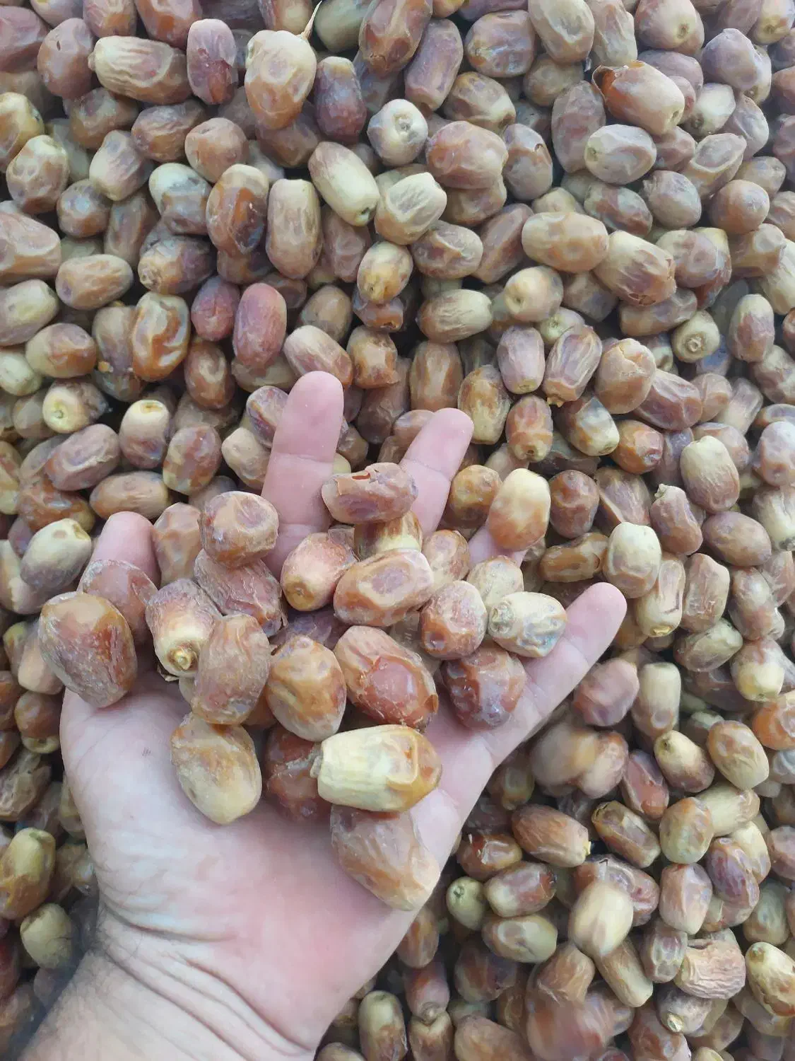 فروش محصولات جنوب|خوردنی و آشامیدنی|تهران, آرارات|دیوار