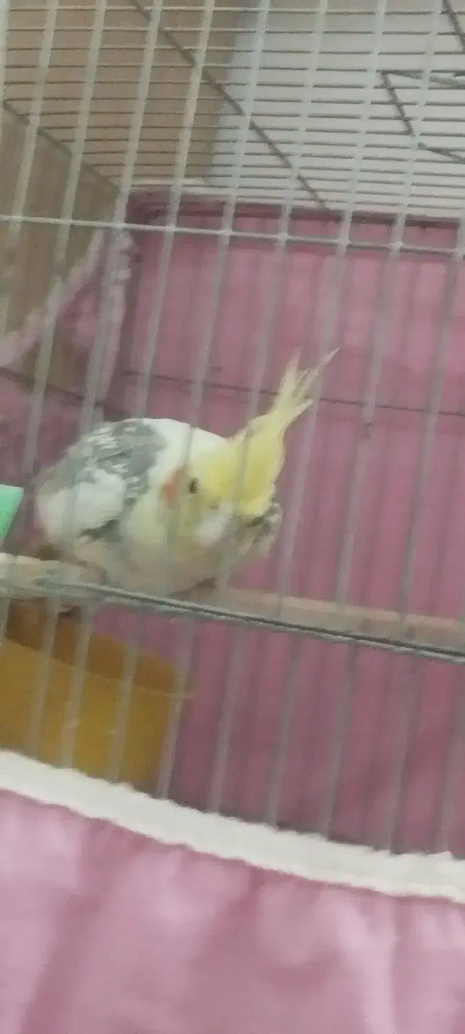 عروس هلندی|پرنده|قم, بنیاد|دیوار