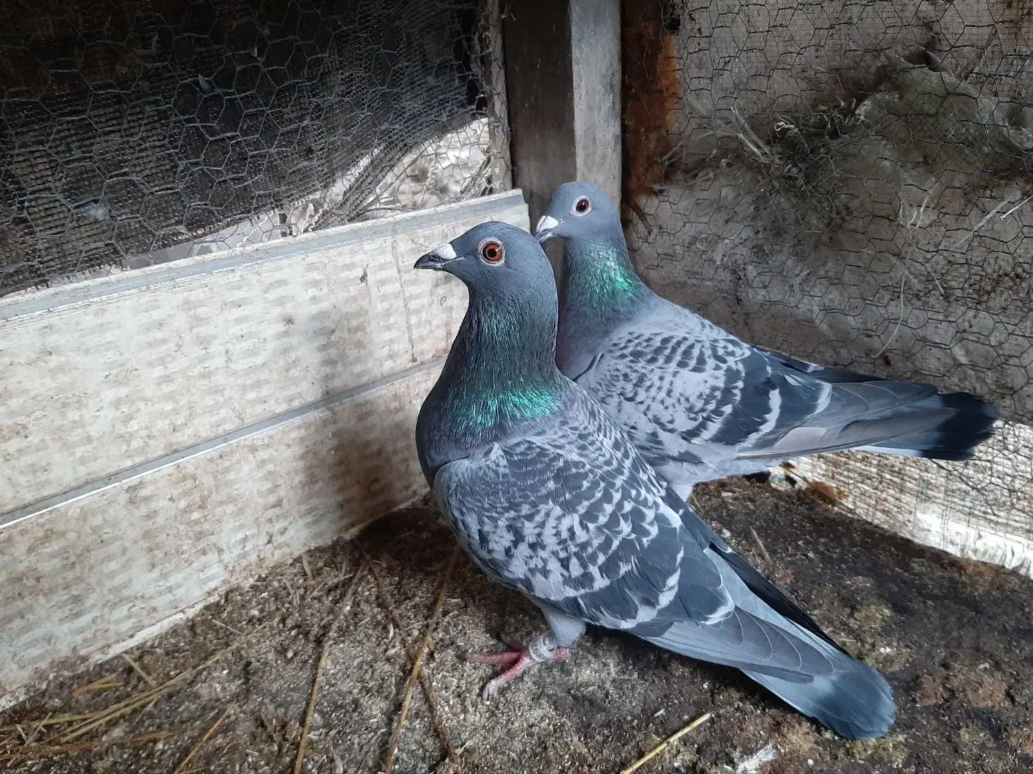 کبوتر|پرنده|حویق, |دیوار