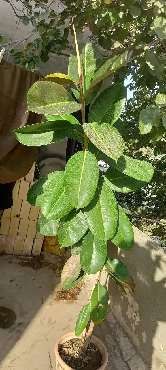 گل فیکوس(طبیعی)|گل و گیاه طبیعی|مشهد, حجت|دیوار