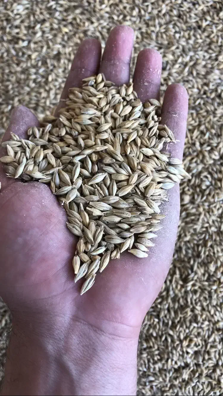 خوراک دام|عمده‌فروشی|زرین آباد, |دیوار