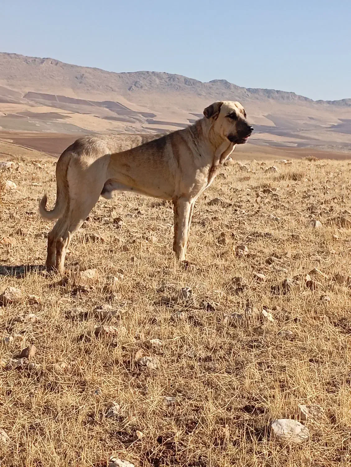 عراقی|سگ|بوکان, |دیوار