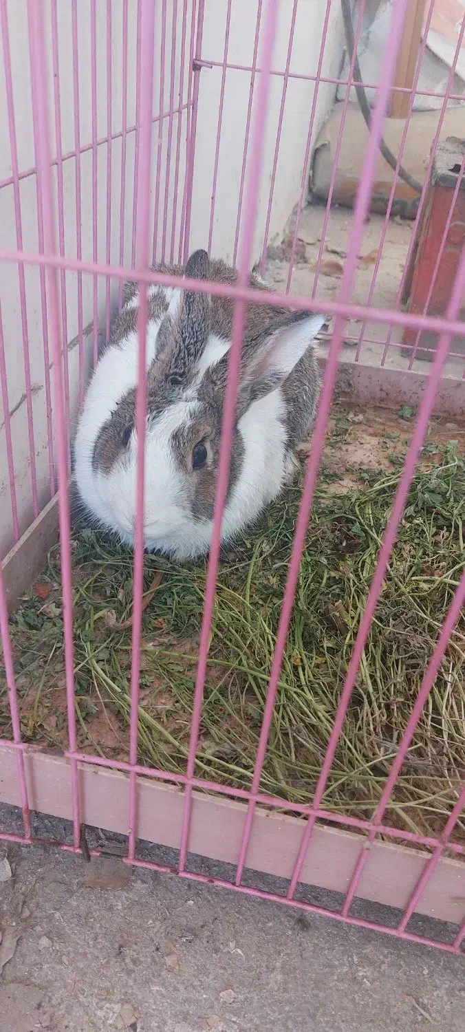 خرگوش|موش و خرگوش|چهارباغ, |دیوار