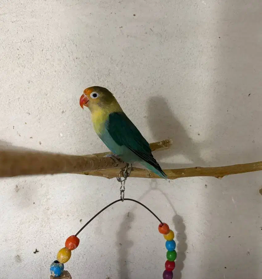 کوتوله برزیلی طوطی برزیلی ماده|پرنده|قوچان, |دیوار