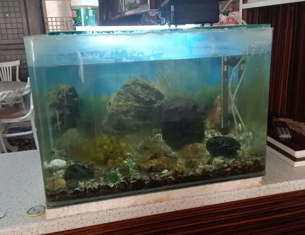 آکواریوم شیشه خم و گیاه و سنگ و کفی|ماهی|قرچک, زیبا شهر|دیوار