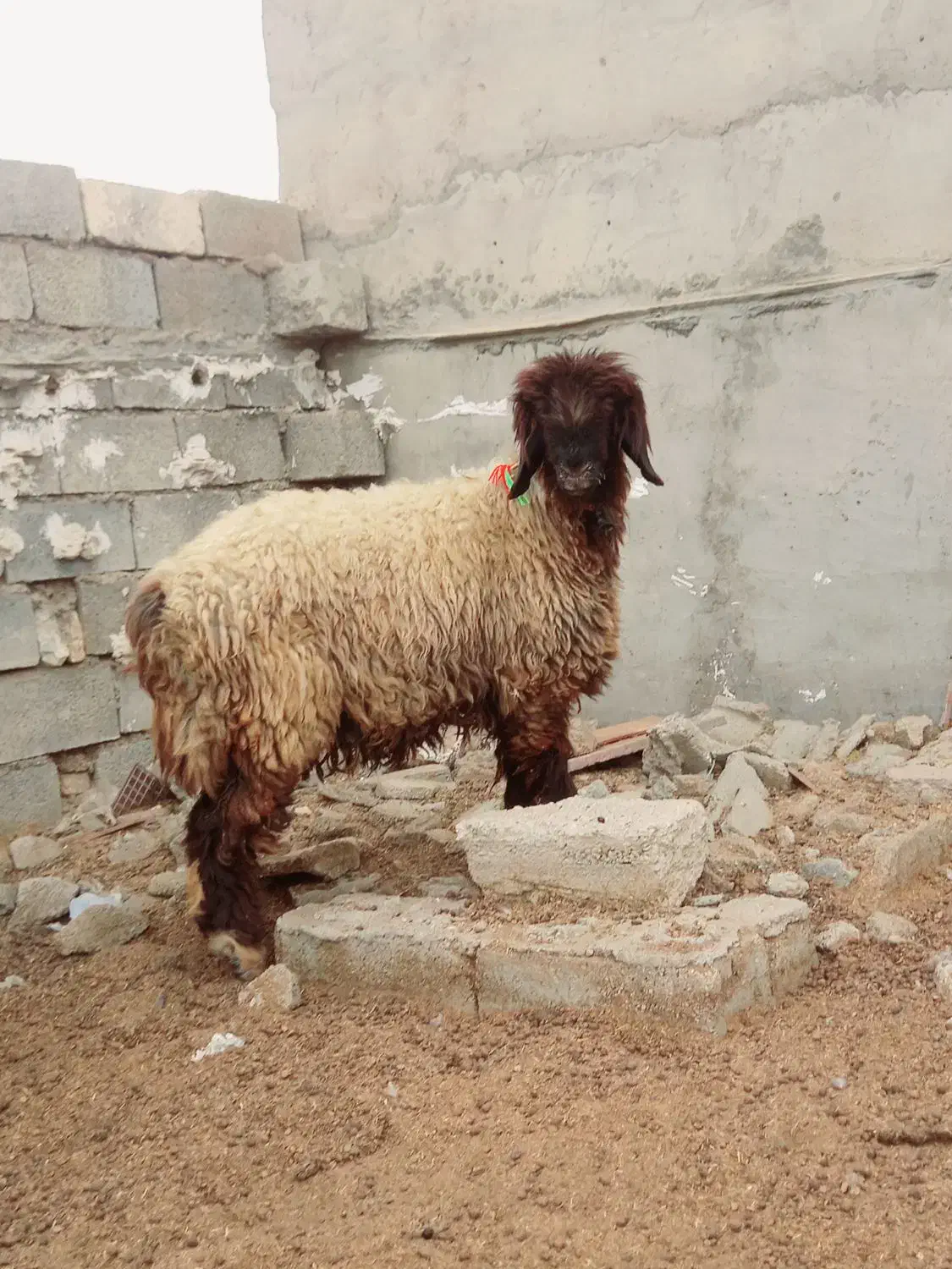 شیشک کله زنگ|حیوانات مزرعه|شوشتر, |دیوار