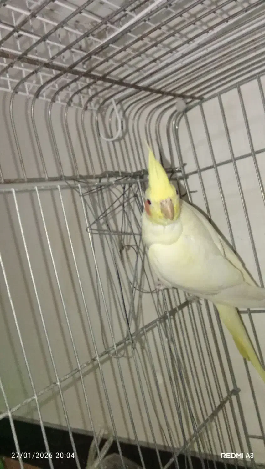 عروس هلندی|پرنده|لیسار, |دیوار