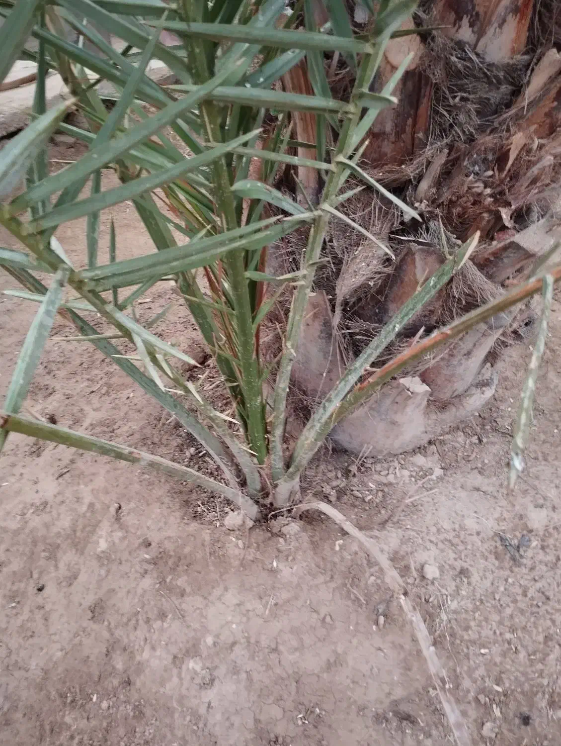 یک پاجوش عویدی بفروش می رسد|گل و گیاه طبیعی|شادگان, |دیوار