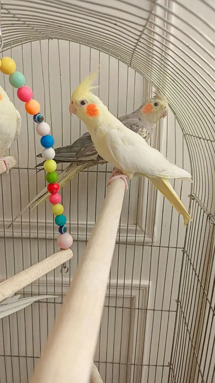 عروس هلندی کاملا خانگی صحیح وسالم|پرنده|ری, علایین|دیوار