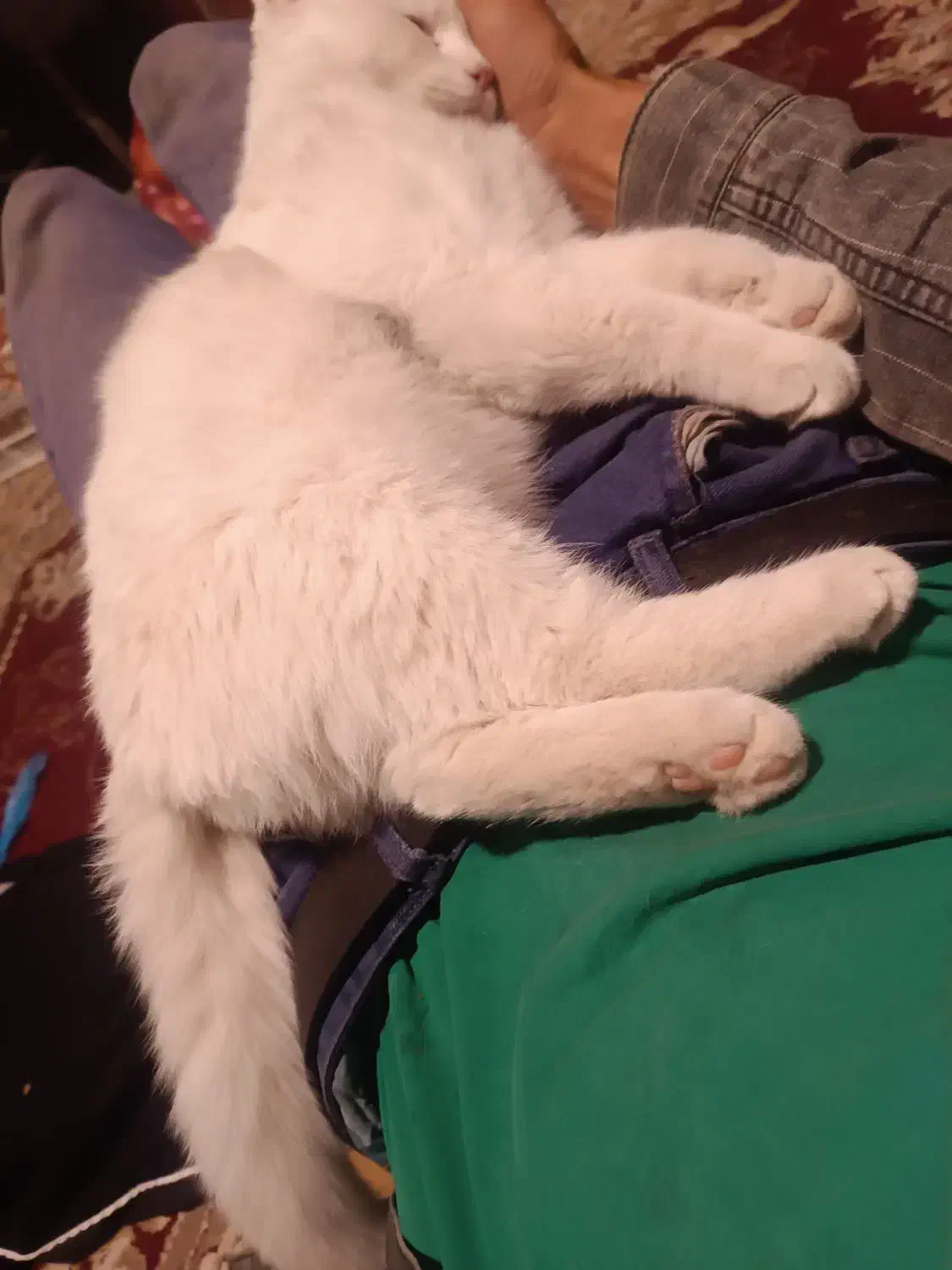 گربه خانگی نژاد پرشین ۷ماهه|گربه|یاسوج, |دیوار