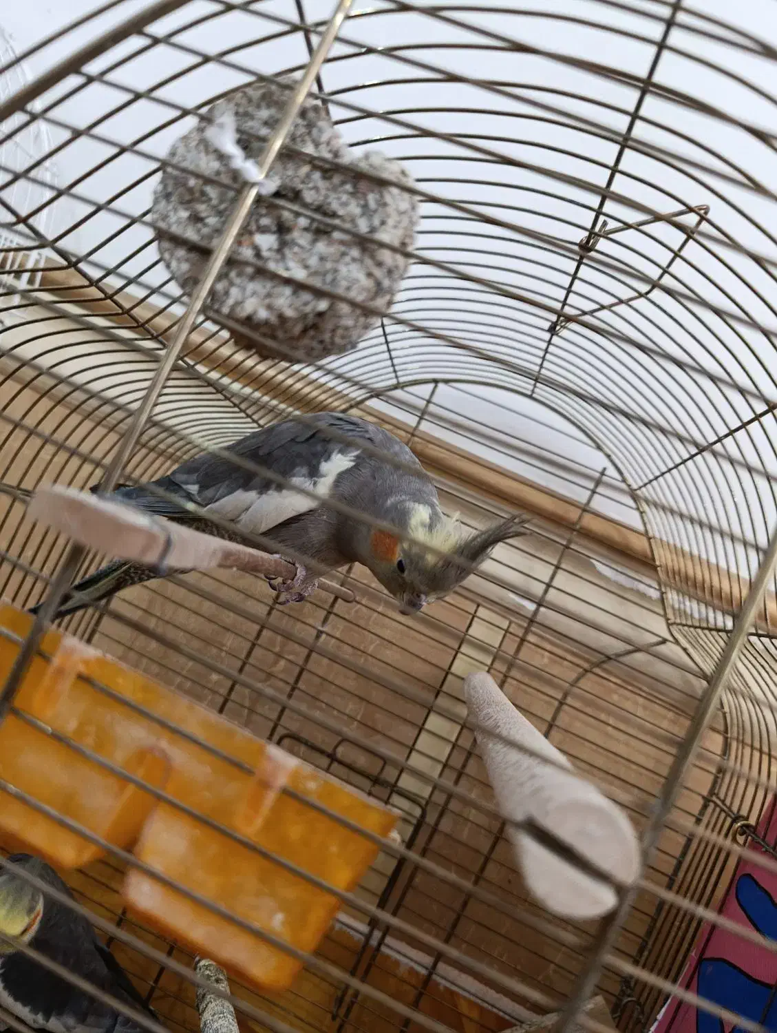 دو جفت عروس مولد|پرنده|شبانکاره, |دیوار