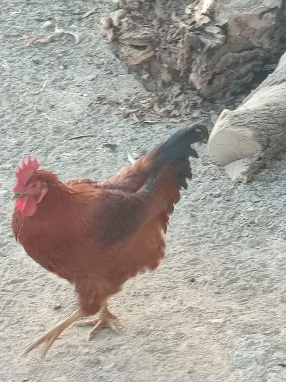 خروس|حیوانات مزرعه|دینور, |دیوار