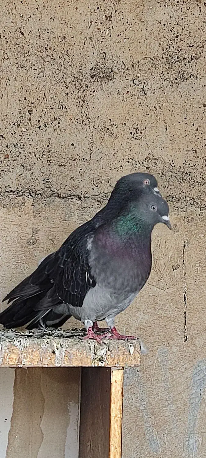 کفتر سرحال|پرنده|دهلران, |دیوار