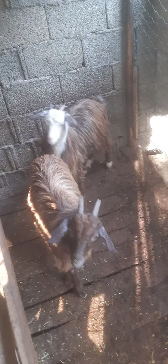 بزغاله بز خوشگل|حیوانات مزرعه|ماکلوان, |دیوار