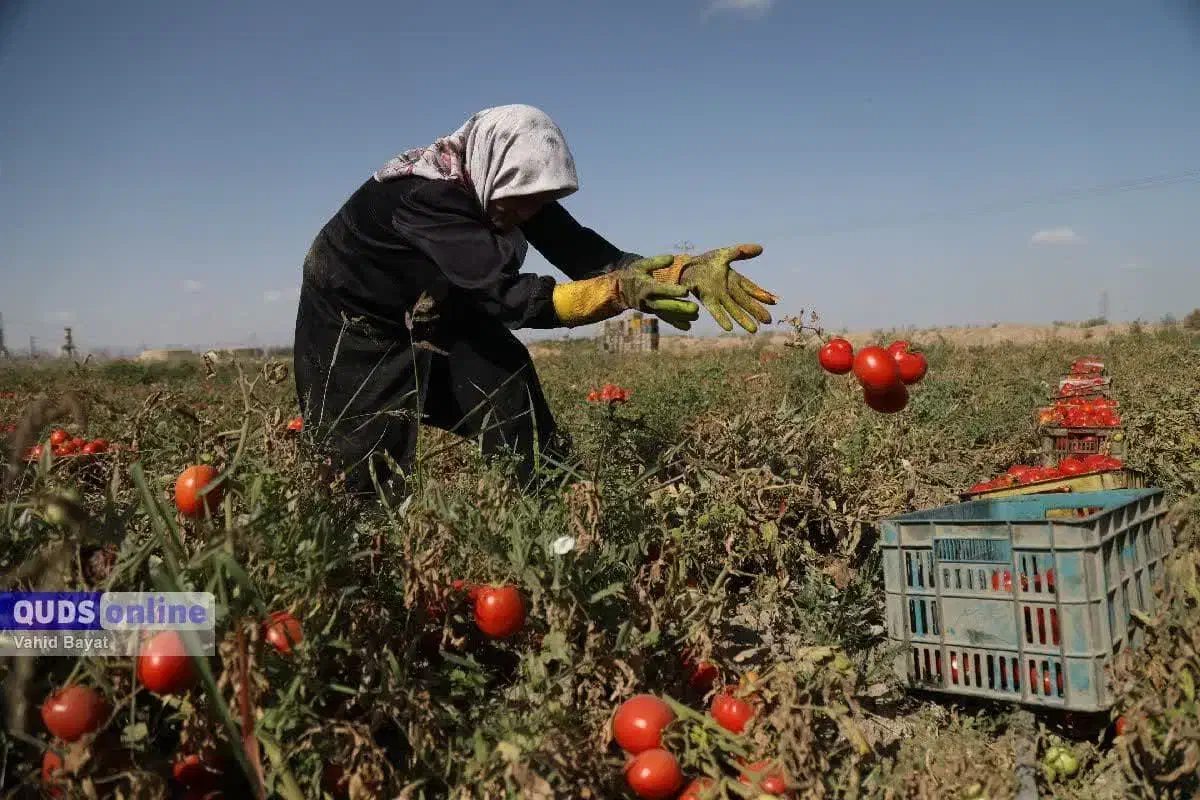 کارگر|استخدام صنعتی، فنی، مهندسی|دهدشت, |دیوار