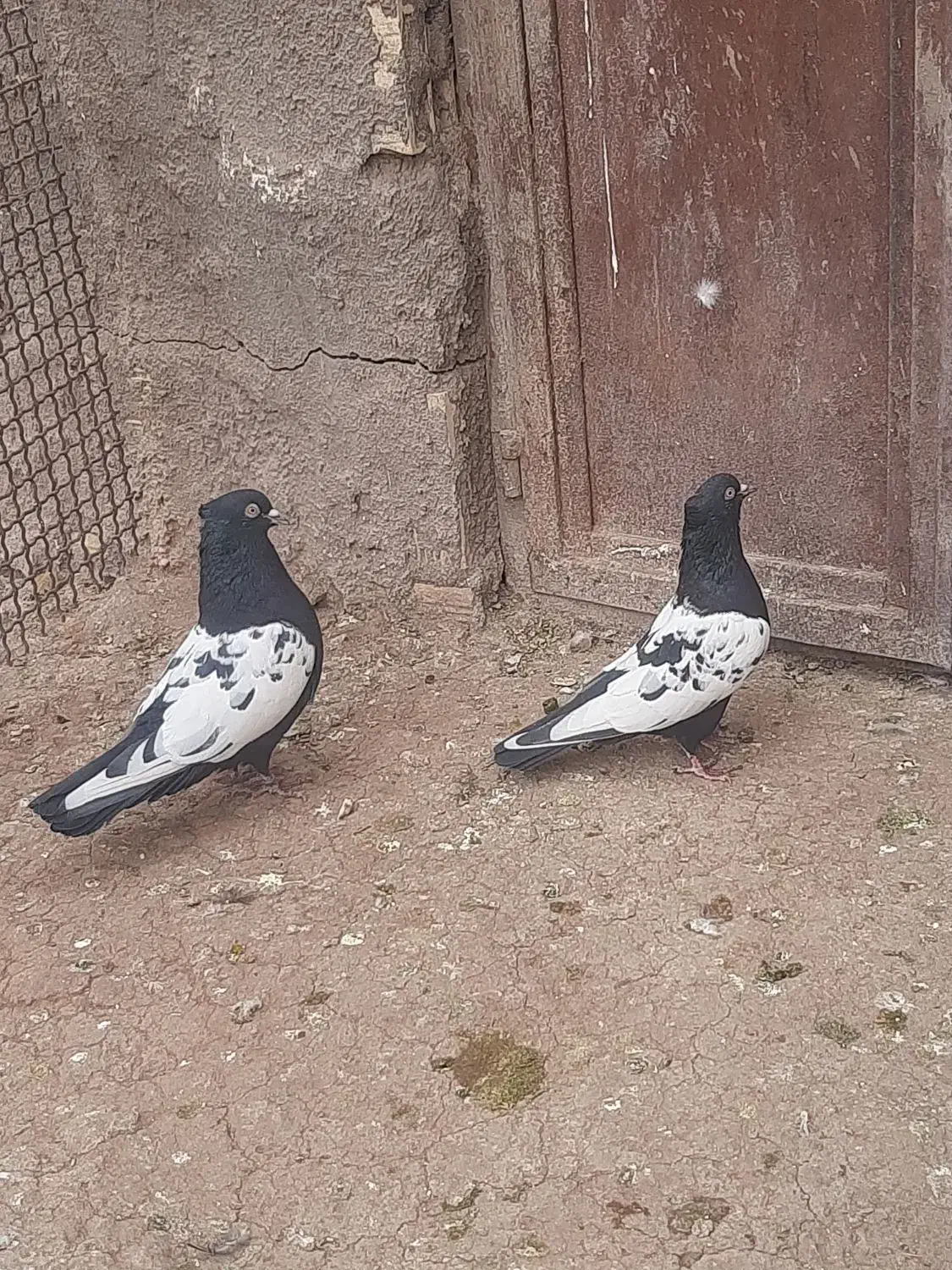 تعدادی کبوتر|پرنده|رفسنجان, |دیوار