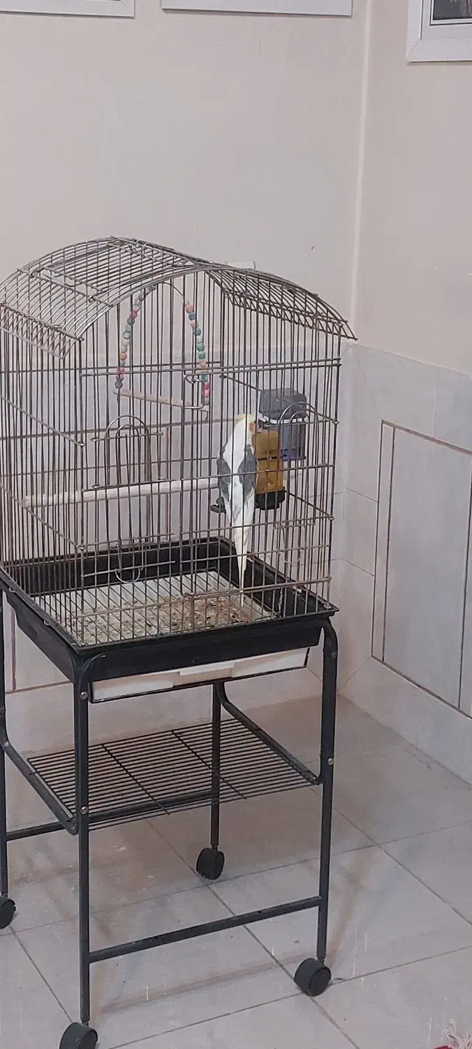 عروس هلندی|پرنده|نجف‌آباد, طالقانی|دیوار