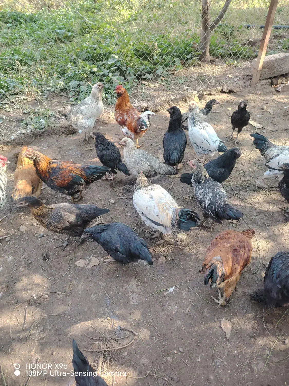 خروس جوان( بچه خروز)|حیوانات مزرعه|مرند, |دیوار