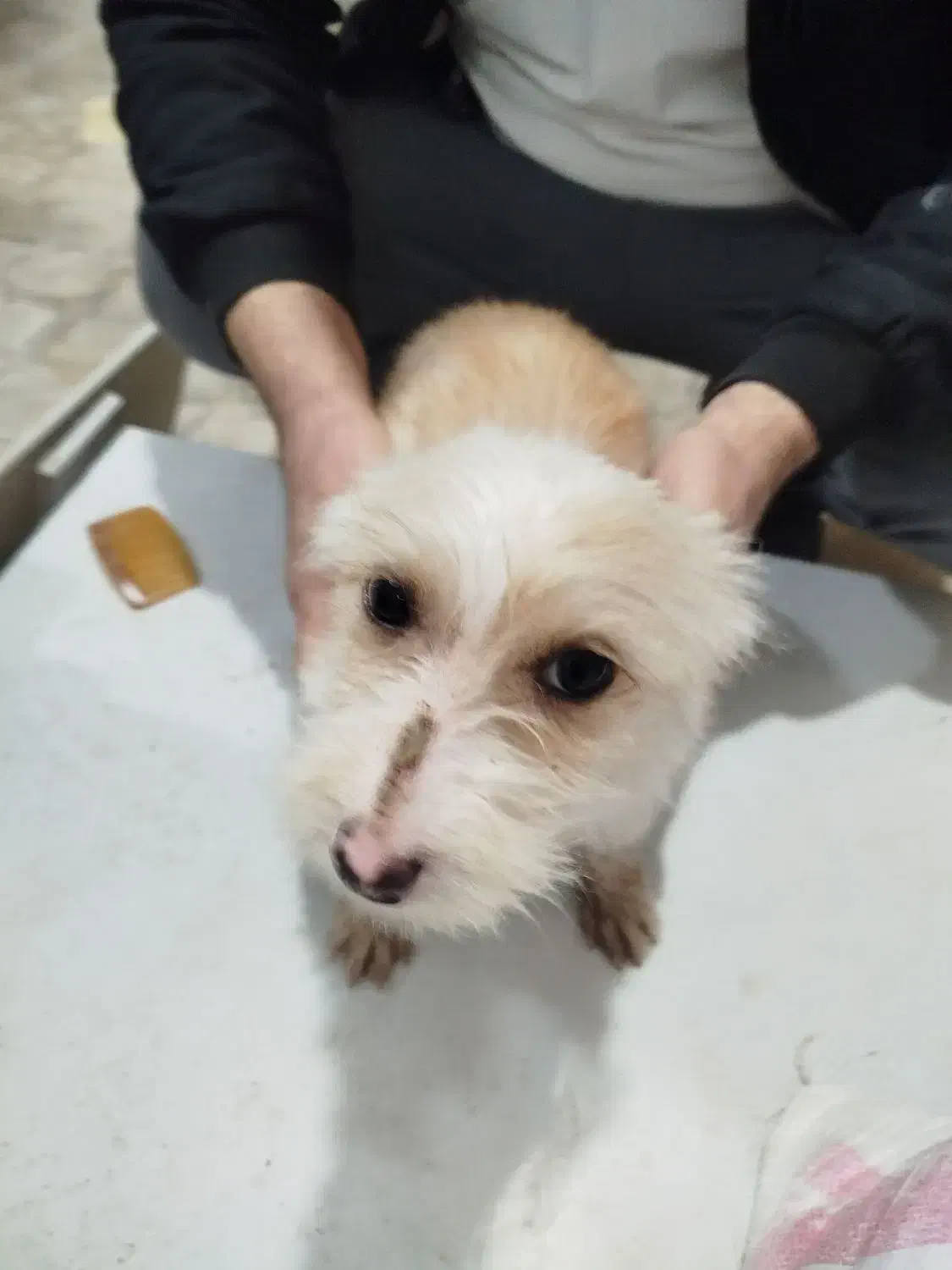 سگ خونگی.|سگ|تربت‌حیدریه, رضاشهر|دیوار