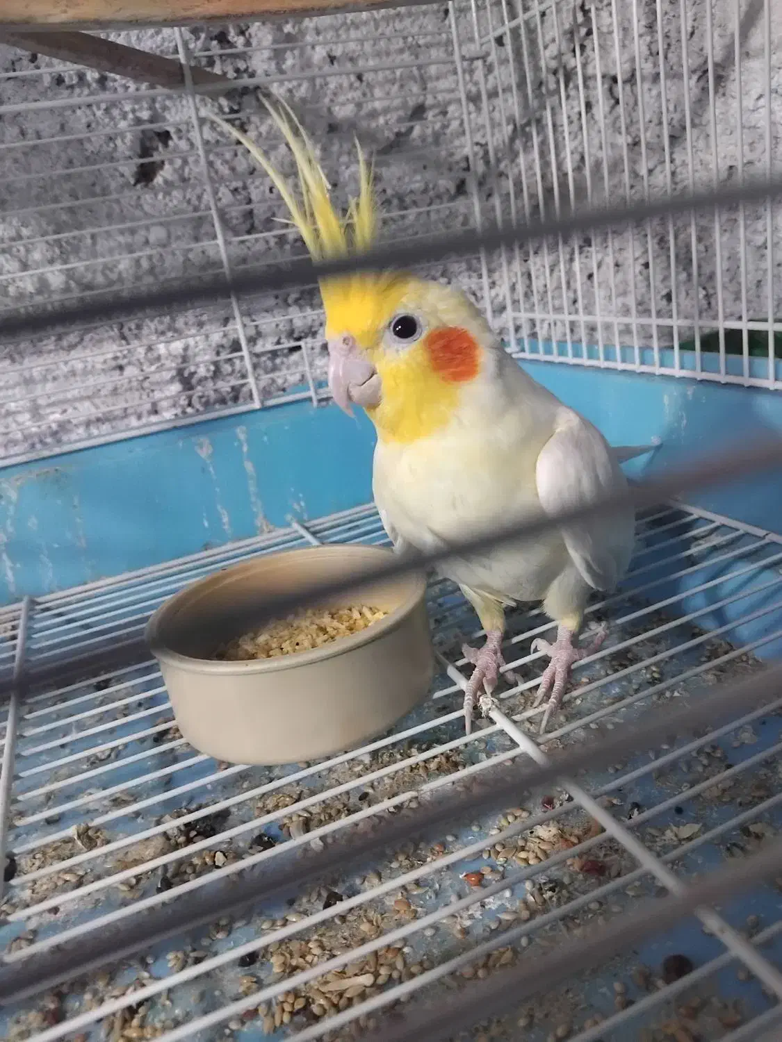 عروس هلندی لوتیون زعفرانی نر|پرنده|اسفراین, |دیوار