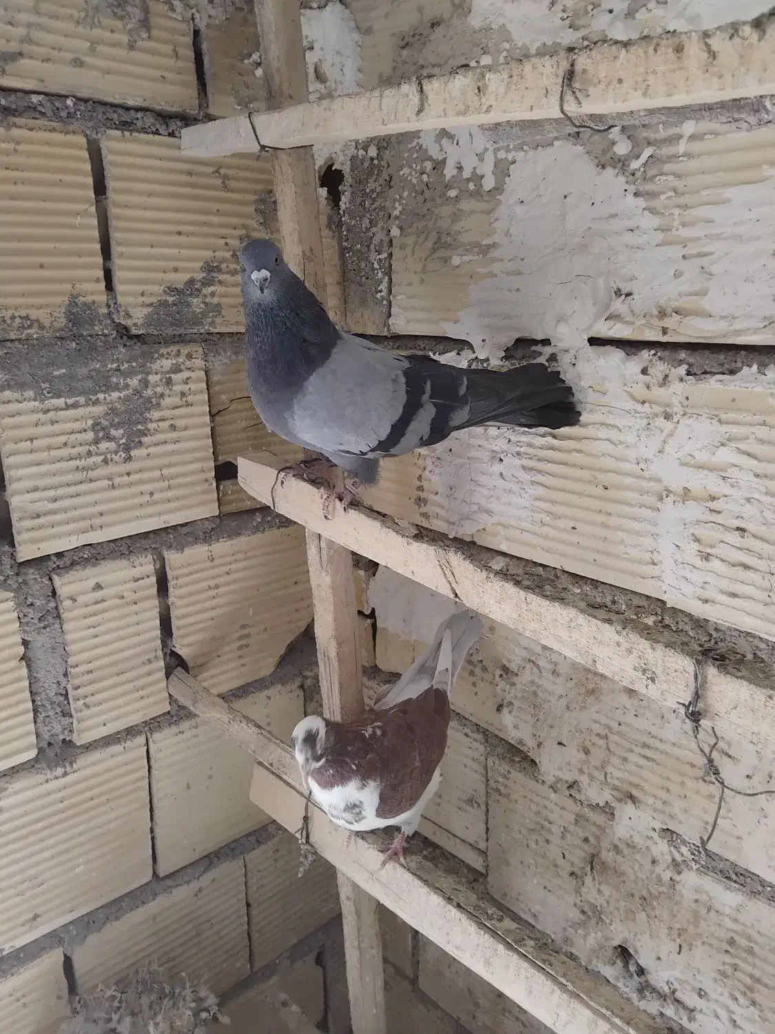 کبوتر|پرنده|سلطانیه, |دیوار