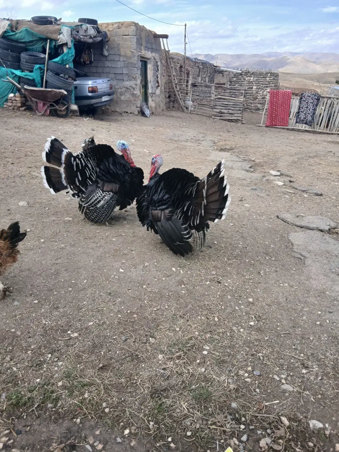 بوقلمون دو عدد چاقو وچله|حیوانات مزرعه|کوهسار (آذربایجان), |دیوار