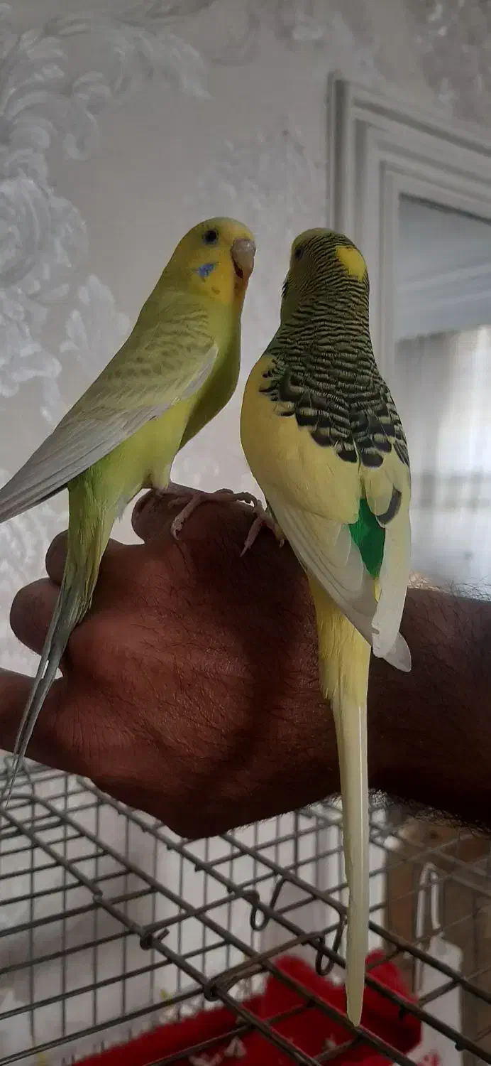 مرغ عشق|پرنده|ری, حمزه‌آباد|دیوار