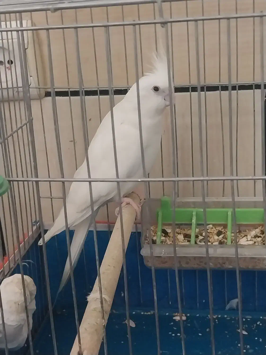 جفت عروس هلندی|پرنده|خمینی‌شهر, |دیوار