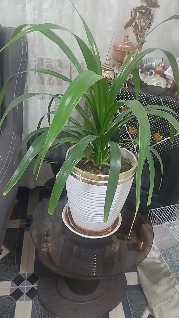 گل فروشی|گل و گیاه طبیعی|کاشمر, |دیوار