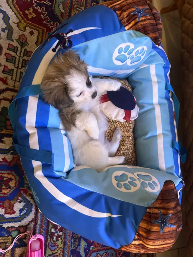 واگذاری اشپیتز|سگ|شیراز, دوکوهک|دیوار