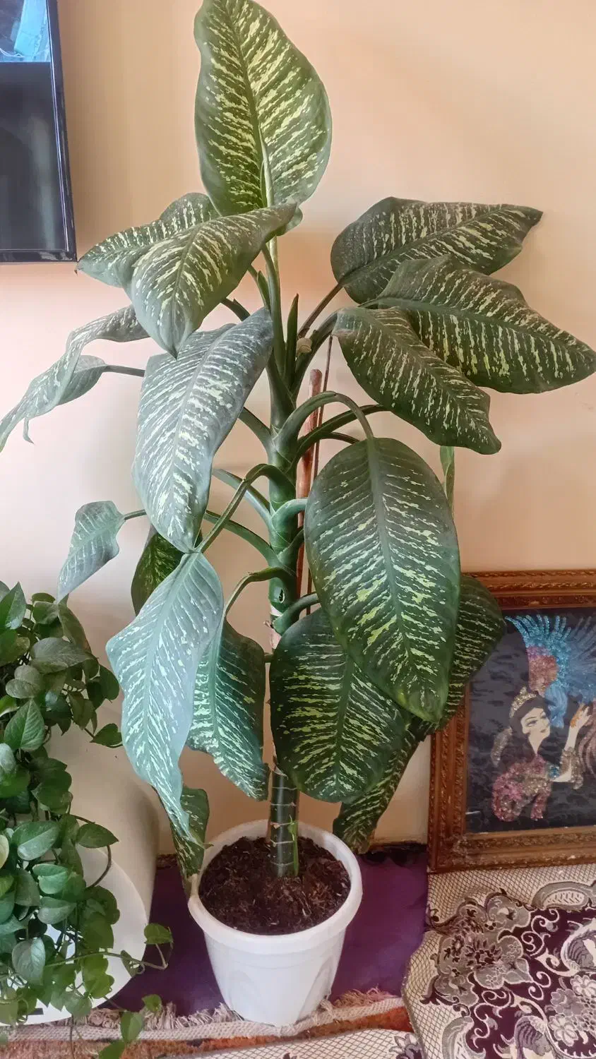 گل دفین باخیا|گل و گیاه طبیعی|ویلکیج, |دیوار