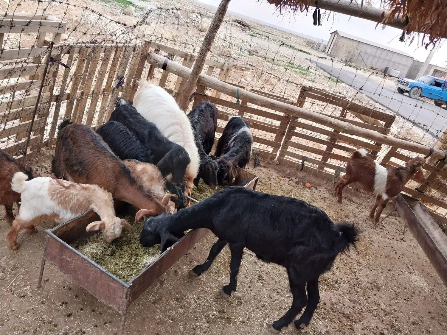 بز بزغاله|حیوانات مزرعه|مهران (ایلام), |دیوار