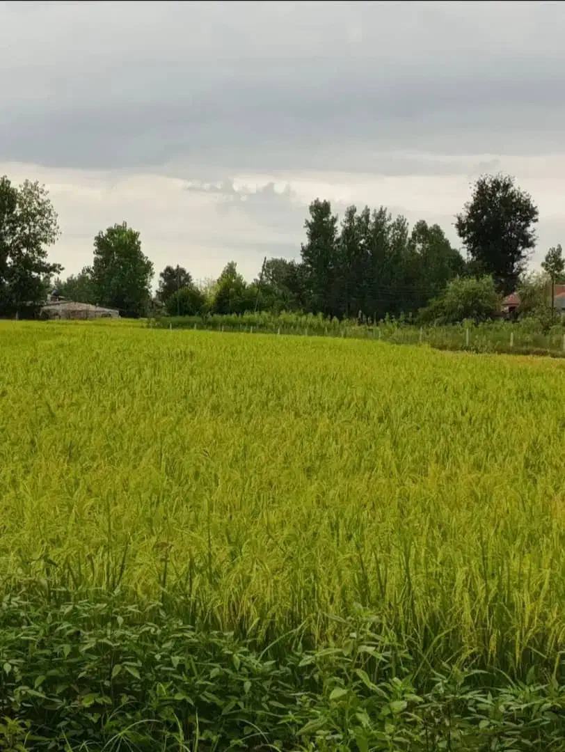 ۶۷۰ مترباغ ویلاجای دنج روستایی سنگررشت|فروش خانه و ویلا|سنگر, |دیوار