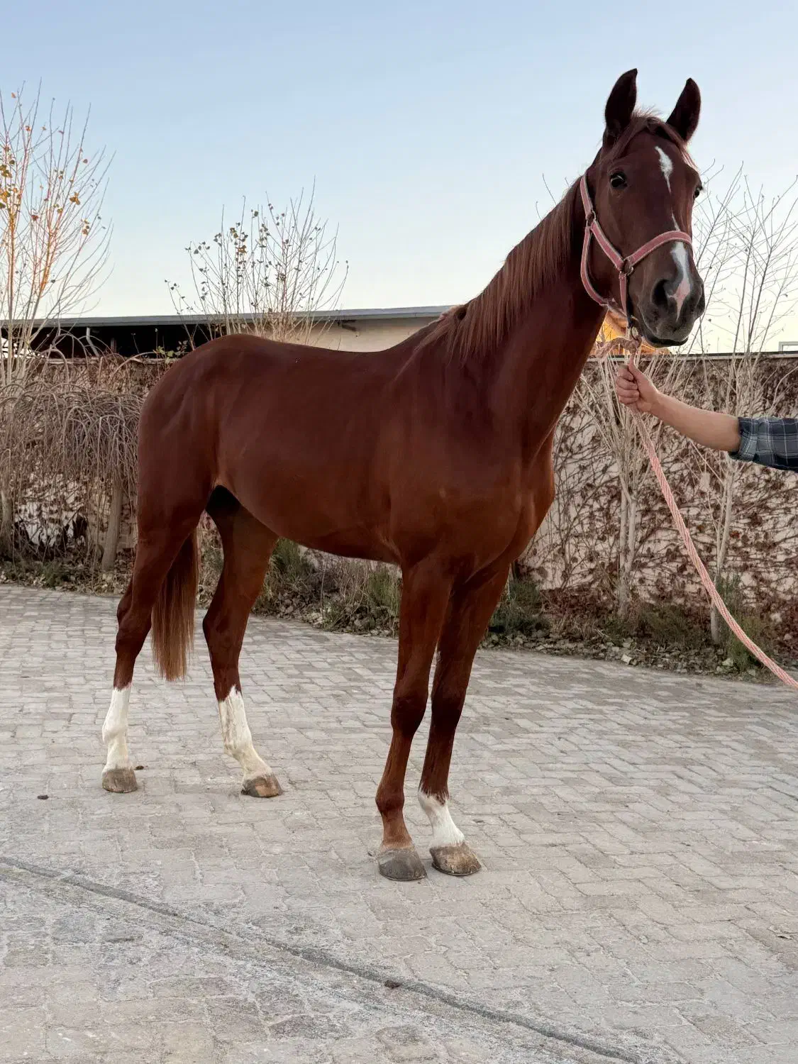 فروش اسب یکسر خارجی پرشی و درساژی|اسب و تجهیزات اسب‌سواری|تهران, جیحون|دیوار