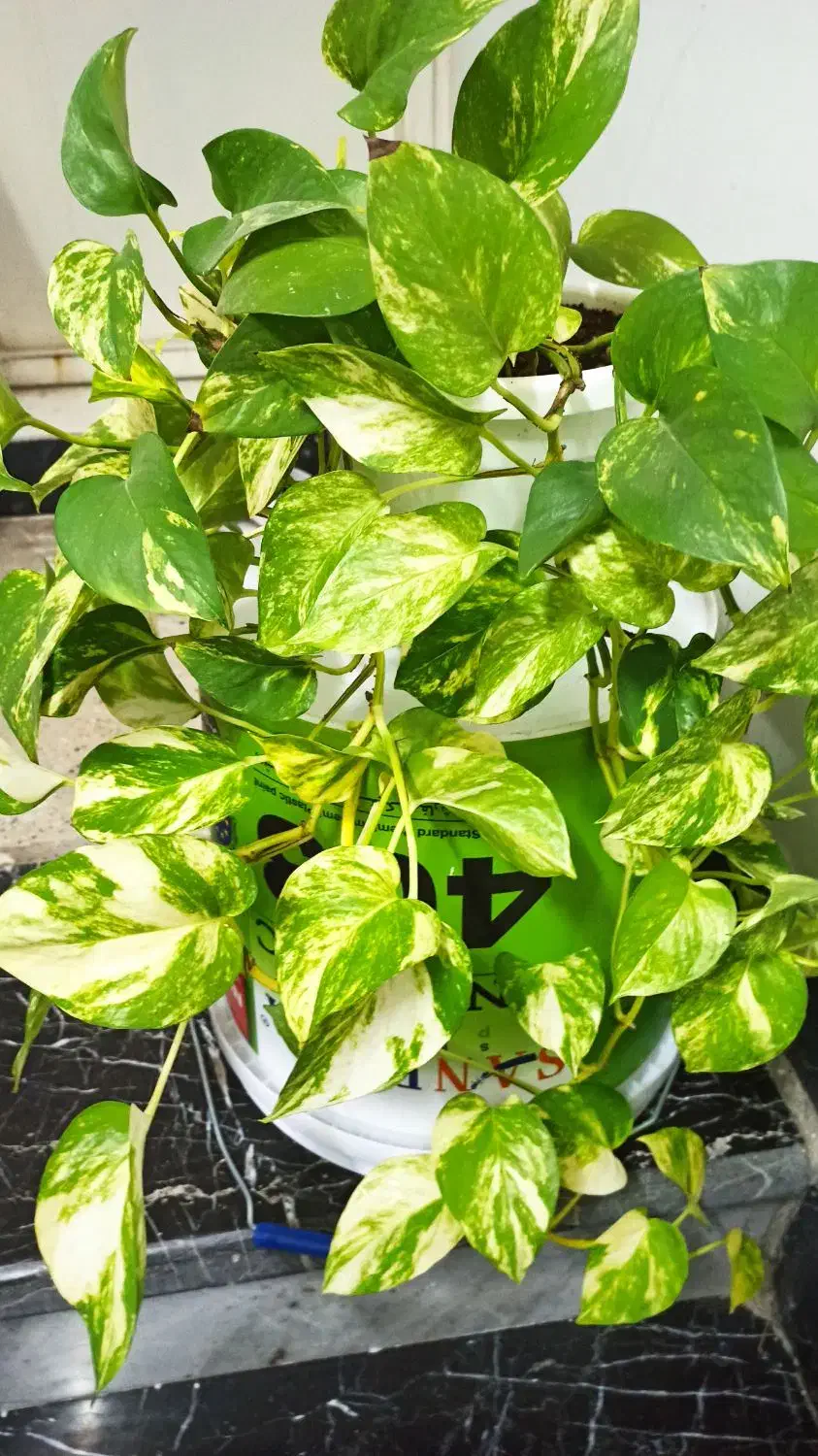 گلهای زیبا|گل و گیاه طبیعی|کرمانشاه, |دیوار