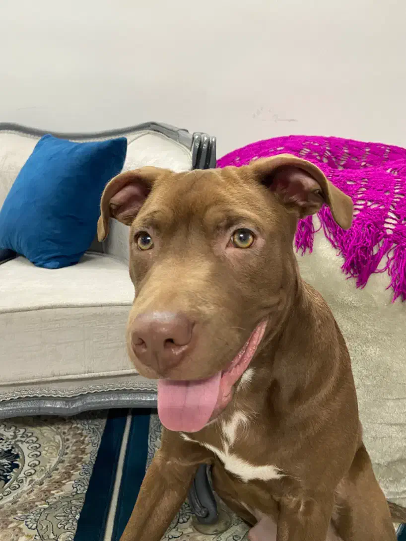 سگ بادیگارد|سگ|مشهد, حسین‌آباد|دیوار