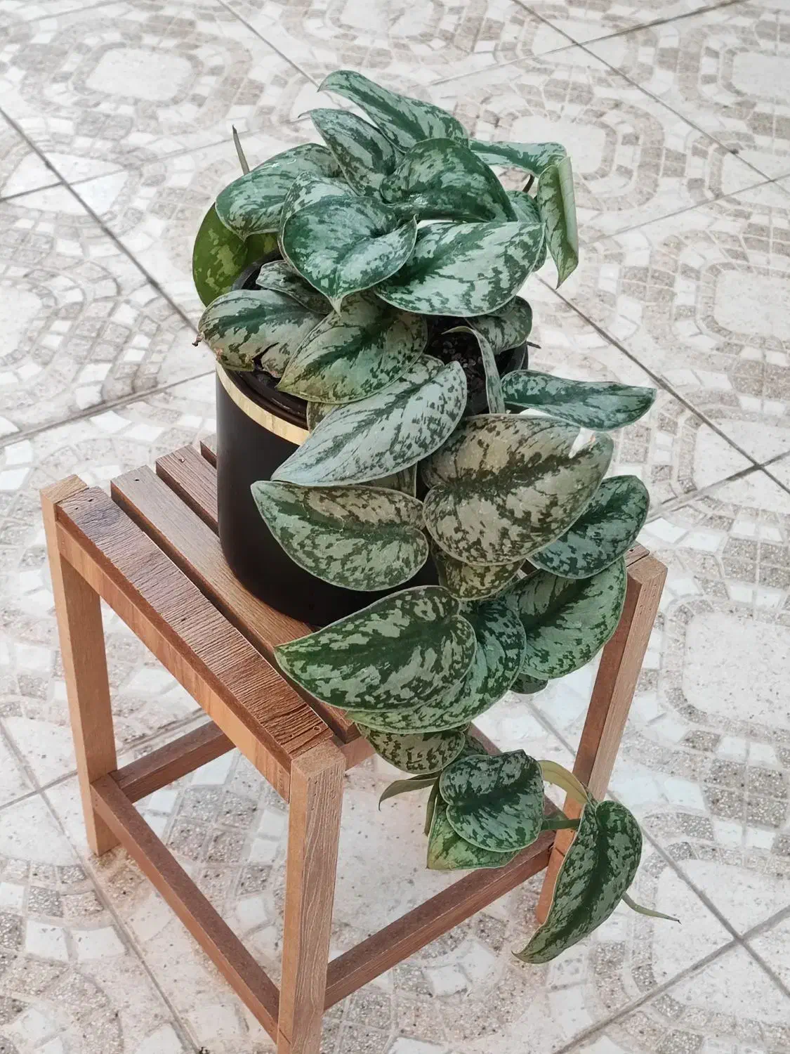 گل فروشی|گل و گیاه طبیعی|جهرم, |دیوار